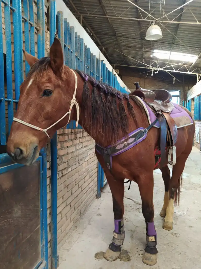 Espaço MF Horse